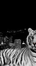 Scaricare immagine Landscape,Tigers,Animals sul telefono gratis.