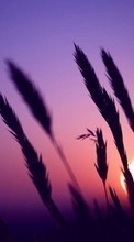 Landscape, Grass, Sunset per Samsung Wave 723