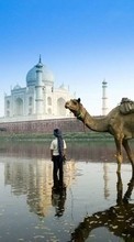 Scaricare immagine Animals, Landscape, Water, Camels sul telefono gratis.