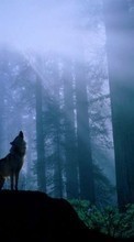 Scaricare immagine Landscape,Wolfs sul telefono gratis.