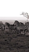 Scaricare immagine Landscape,Zebra,Animals sul telefono gratis.