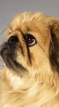 Scaricare immagine 240x320 Animals, Dogs, Pekingese sul telefono gratis.