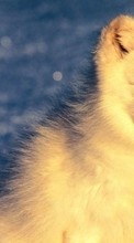 Scaricare immagine 320x480 Animals, Polar foxes sul telefono gratis.