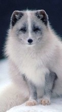 Scaricare immagine 1280x800 Animals, Polar foxes sul telefono gratis.