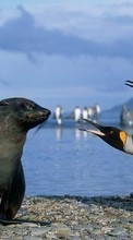 Scaricare immagine Pinguins,Birds,Seals,Animals sul telefono gratis.