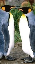 Scaricare immagine Pinguins, Birds, Animals sul telefono gratis.