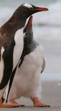Pinguins,Birds,Animals per Samsung Galaxy Nexus
