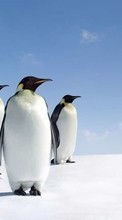 Scaricare immagine Pinguins,Birds,Animals sul telefono gratis.