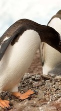 Scaricare immagine Pinguins,Birds,Animals sul telefono gratis.