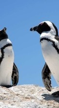 Scaricare immagine Animals, Birds, Pinguins sul telefono gratis.