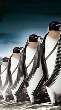 Pinguins,Pictures,Animals per Motorola Moto E
