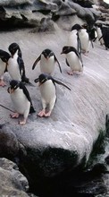 Scaricare immagine Animals, Pinguins sul telefono gratis.