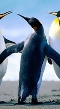 Scaricare immagine Pinguins,Animals sul telefono gratis.