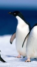 Scaricare immagine 240x400 Animals, Pinguins sul telefono gratis.
