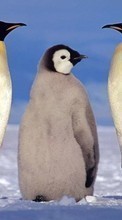 Scaricare immagine Animals, Winter, Pinguins sul telefono gratis.