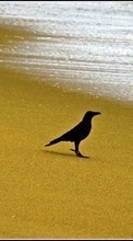 Scaricare immagine 128x160 Animals, Birds, Beach, Crows sul telefono gratis.