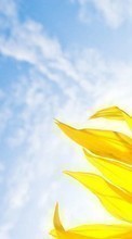 Scaricare immagine Sunflowers, Plants sul telefono gratis.