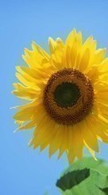 Scaricare immagine 240x400 Plants, Sunflowers sul telefono gratis.