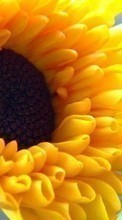 Scaricare immagine 240x400 Plants, Sunflowers sul telefono gratis.