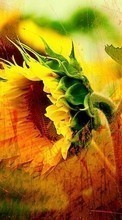 Scaricare immagine 1080x1920 Plants, Sunflowers sul telefono gratis.