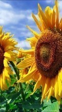 Scaricare immagine 320x240 Plants, Sunflowers sul telefono gratis.