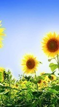 Scaricare immagine Sunflowers,Plants sul telefono gratis.