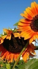 Plants, Sunflowers per Fly Nimbus 4 FS551