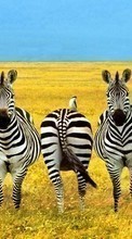 Scaricare immagine Fields,Zebra,Animals sul telefono gratis.