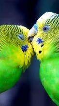 Scaricare immagine Parrots, Birds, Animals sul telefono gratis.