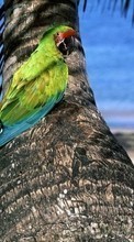 Scaricare immagine Parrots, Birds, Animals sul telefono gratis.