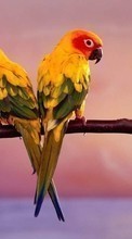 Scaricare immagine 320x240 Animals, Birds, Parrots sul telefono gratis.