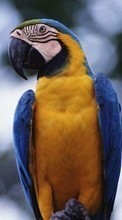Scaricare immagine 540x960 Animals, Birds, Parrots sul telefono gratis.