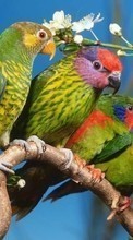 Scaricare immagine Animals, Birds, Parrots sul telefono gratis.