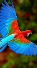 Parrots, Birds, Animals per Samsung Infuse 4G
