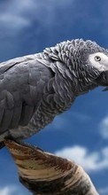 Scaricare immagine Parrots,Birds,Animals sul telefono gratis.