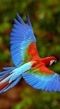 Scaricare immagine Animals, Birds, Parrots sul telefono gratis.