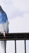 Scaricare immagine Parrots,Birds,Animals sul telefono gratis.