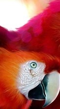 Scaricare immagine 240x320 Animals, Birds, Parrots sul telefono gratis.