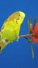 Scaricare immagine 1024x600 Animals, Birds, Parrots sul telefono gratis.