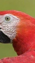Scaricare immagine 1024x600 Animals, Birds, Parrots sul telefono gratis.