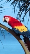 Scaricare immagine 128x160 Animals, Birds, Parrots sul telefono gratis.