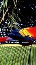 Scaricare immagine 128x160 Animals, Birds, Parrots sul telefono gratis.