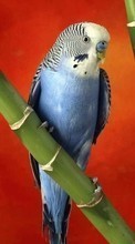 Scaricare immagine 320x480 Animals, Birds, Parrots sul telefono gratis.
