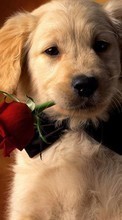 Scaricare immagine Holidays, Roses, Dogs, Animals sul telefono gratis.