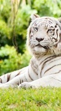 Scaricare immagine 320x480 Animals, Nature, Tigers sul telefono gratis.