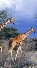 Scaricare immagine Nature,Giraffes,Animals sul telefono gratis.