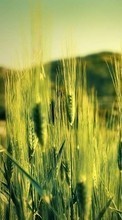 Scaricare immagine 1080x1920 Plants, Wheat sul telefono gratis.