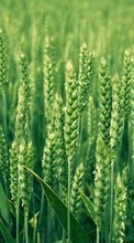 Scaricare immagine Wheat, Plants sul telefono gratis.