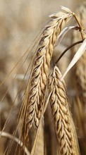 Scaricare immagine Wheat, Plants sul telefono gratis.