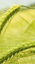 Scaricare immagine Wheat,Plants sul telefono gratis.